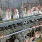 Симптоми пташиного грипу у курей і необхідні дії при захворюванні (грипу) Симптоми пташиного грипу у курей і необхідні дії при захворюванні