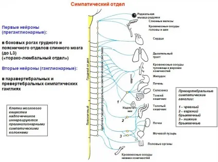 Симпатична нервова система лікування і діагностика, сучасна клініка по лікуванню невролгіческіх (система) Симпатична нервова система лікування і діагностика, сучасна клініка по лікуванню невролгіческіх