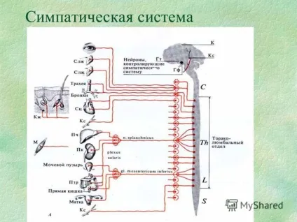 Симпатична нервова система лікування і діагностика, сучасна клініка по лікуванню невролгіческіх (нервова) Симпатична нервова система лікування і діагностика, сучасна клініка по лікуванню невролгіческіх