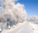 Скільки років на одному місці ви висаджуєте томати