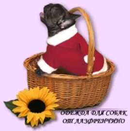 Скелет собаки - анатомія собак -% ifth1% 0% - стандарт порід -% ifen1% 0% - каталог статей - собаки, (ifth1) Скелет собаки - анатомія собак -% ifth1% 0% - стандарт порід -% ifen1% 0% - каталог статей - собаки,