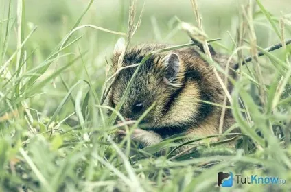 Сирійський хом'як догляд в домашніх умовах (хом'як) Сирійський хом'як догляд в домашніх умовах