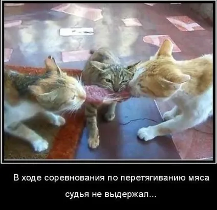 Скажи мені, що ти шукаєш в інтернеті, і я скажу, хто ти (щоденник) Скажи мені, що ти шукаєш в інтернеті, і я скажу, хто ти