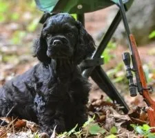 Собака американський кокер-спанієль опис породи, фото, ціна цуценят, відгуки (назва) Собака американський кокер-спанієль опис породи, фото, ціна цуценят, відгуки