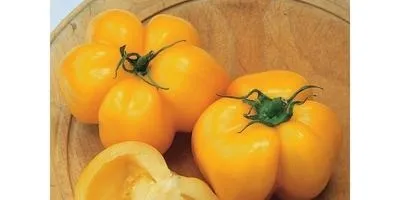 Снігур, квочка і монгольський карлик
