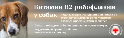 собака шарпей