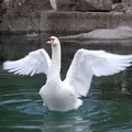 сонник лебідь