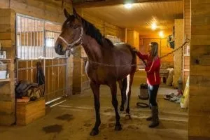 Сонник гладити коня коричневу жінці уві сні бачити до чого (сонник гладити коня що снитися наснитися) Сонник гладити коня коричневу жінці уві сні бачити до чого