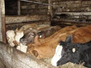 Зміст корови в домашніх умовах (безприв'язне), в особистому господарстві (особистому) Зміст корови в домашніх умовах (безприв'язне), в особистому господарстві