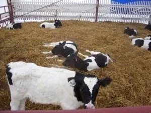 Зміст корови в домашніх умовах (безприв'язне), в особистому господарстві (особистому) Зміст корови в домашніх умовах (безприв'язне), в особистому господарстві