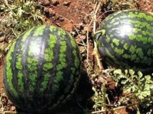 Сорт кавуна холодок