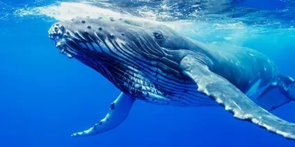 Сонник кити в море до чого сниться кити в море уві сні (море) Сонник кити в море до чого сниться кити в море уві сні