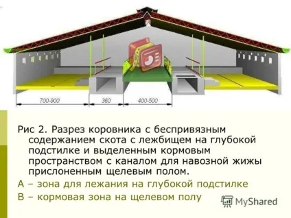 Зміст корови в домашніх умовах (безприв'язне), в особистому господарстві (корови) Зміст корови в домашніх умовах (безприв'язне), в особистому господарстві