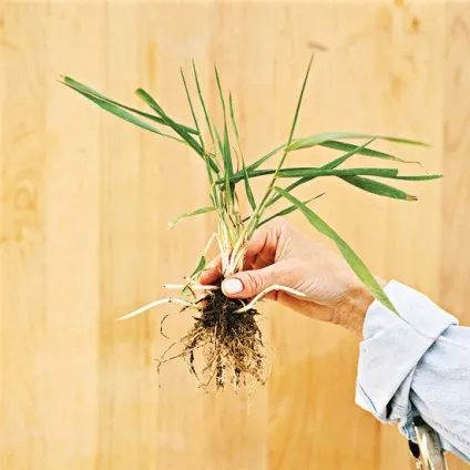 Бур'яни визначник, методи боротьби (Способи боротьби Мульча) Бур'яни визначник, методи боротьби