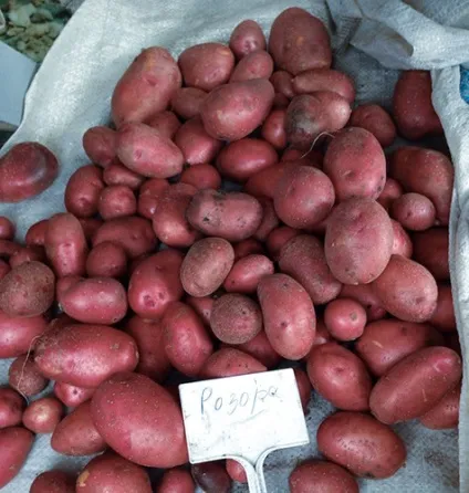 Сорт картоплі Розара фото, відгуки, опис, характеристики (відгуки) Сорт картоплі Розара фото, відгуки, опис, характеристики