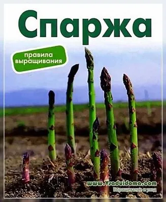 Спаржа (фото) вирощування, сайт про сад, дачі і кімнатних рослинах (спаржа) Спаржа (фото) вирощування, сайт про сад, дачі і кімнатних рослинах