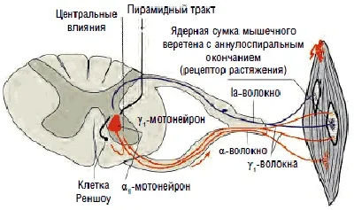 Спастичность м'язів визначення, діагностика і лікування