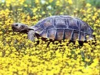 Сплячка черепах, гібернація водних і сухопутних черепах, перестають їсти перед сплячкою, водні (черепах) Сплячка черепах, гібернація водних і сухопутних черепах, перестають їсти перед сплячкою, водні