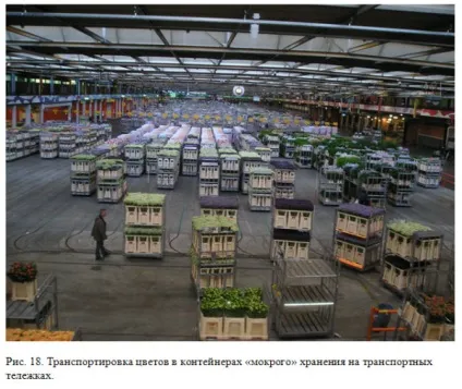 Зрізання троянд, охолодження, сортування, зберігання і транспортування троянд (сортування троянд) Зрізання троянд, охолодження, сортування, зберігання і транспортування троянд