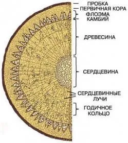 Будова тканин деревини