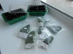 Стрептокарпус розмноження фрагментом листа (розмноження) Стрептокарпус розмноження фрагментом листа