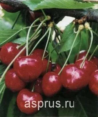 Стратегія обробітку черешні, аппяпм
