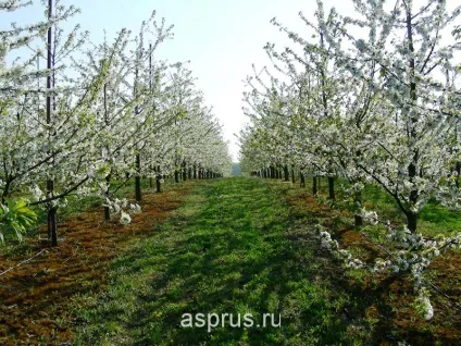 Стратегія обробітку черешні, аппяпм