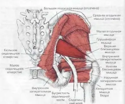 Будова крижів і куприка анатомія і функціональне призначення (крижів) Будова крижів і куприка анатомія і функціональне призначення
