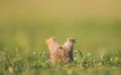 Ховрахи, сплять ховрахи, процес обміну речовин, пробудження, розмноження, дитинчата, годівля, (процес) Ховрахи, сплять ховрахи, процес обміну речовин, пробудження, розмноження, дитинчата, годівля,