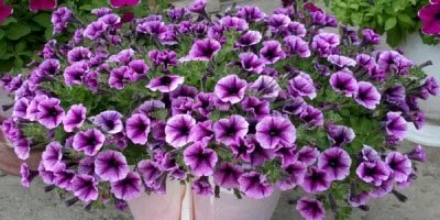 Сурфінія вирощування і догляд в садах (посадка догляд відкритому грунті) Сурфінія вирощування і догляд в садах