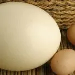Страусине яйце (50 фото) скільки важить, як часто лунають, який дитинча, опис, відео (яйце) Страусине яйце (50 фото) скільки важить, як часто лунають, який дитинча, опис, відео