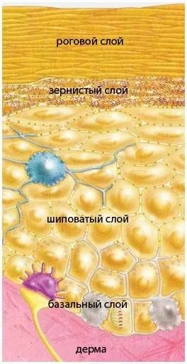 будова епідермісу