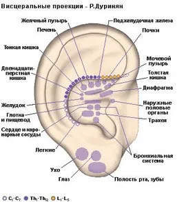 будова вуха