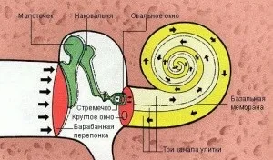 Будова середнього вуха захворювання, принцип роботи (середнього) Будова середнього вуха захворювання, принцип роботи