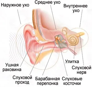 Будова вуха і функції чому болить і як лікувати закладене вухо (час) Будова вуха і функції чому болить і як лікувати закладене вухо