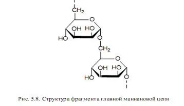 Структура клітинних стінок грибів - студопедія (посібник) Структура клітинних стінок грибів - студопедія