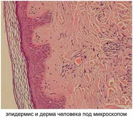 будова епідермісу