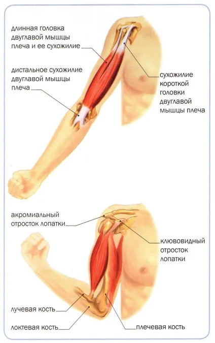 Будова і функції сухожиль, meddoc (сухожиль) Будова і функції сухожиль, meddoc