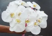 Весільний букет з фаленопсиса значення кольорів (значення) Весільний букет з фаленопсиса значення кольорів
