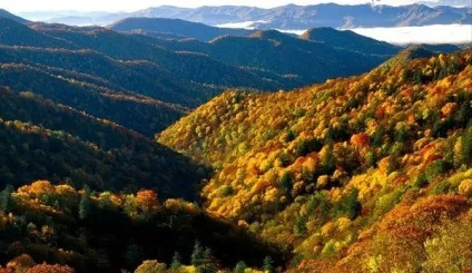 Таємничі ліси світу