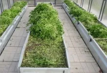 Теплі грядки в теплиці своїми руками підігрів землі і грунту обігрів, полікарбонат зробити, навесні (теплі грядки в теплиці своїми руками) Теплі грядки в теплиці своїми руками підігрів землі і грунту обігрів, полікарбонат зробити, навесні