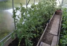 Теплі грядки в теплиці своїми руками підігрів землі і грунту обігрів, полікарбонат зробити, навесні (грядки) Теплі грядки в теплиці своїми руками підігрів землі і грунту обігрів, полікарбонат зробити, навесні
