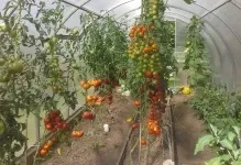 Теплі грядки в теплиці своїми руками підігрів землі і грунту обігрів, полікарбонат зробити, навесні (теплиці) Теплі грядки в теплиці своїми руками підігрів землі і грунту обігрів, полікарбонат зробити, навесні
