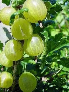 Технологія вирощування плодово ягідних культур (агрус) Технологія вирощування плодово ягідних культур