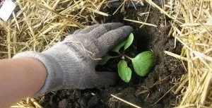 Технологія вирощування баклажанів на своїй дачній ділянці (баклажанів) Технологія вирощування баклажанів на своїй дачній ділянці