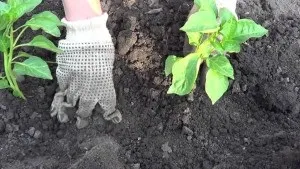 Технологія вирощування баклажанів на своїй дачній ділянці (баклажанів відкритий грунт) Технологія вирощування баклажанів на своїй дачній ділянці