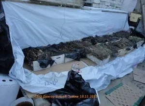 Технологія розведення черв'яків яка основна в домашніх умовах (домашніх) Технологія розведення черв'яків яка основна в домашніх умовах