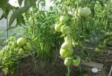 Томат рожевий спам відгуки фото оранжевого опис, врожайність куща і сорт хто садив (рожевий) Томат рожевий спам відгуки фото оранжевого опис, врожайність куща і сорт хто садив