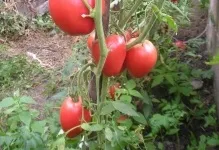 Томат рожевий спам відгуки фото оранжевого опис, врожайність куща і сорт хто садив (спам) Томат рожевий спам відгуки фото оранжевого опис, врожайність куща і сорт хто садив