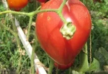 Томат рожевий спам відгуки фото оранжевого опис, врожайність куща і сорт хто садив (рожевий) Томат рожевий спам відгуки фото оранжевого опис, врожайність куща і сорт хто садив